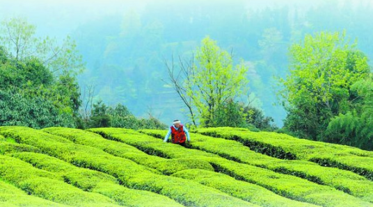 一片绿叶成就一个产业带富一方百姓（人民眼·农业品牌培育）