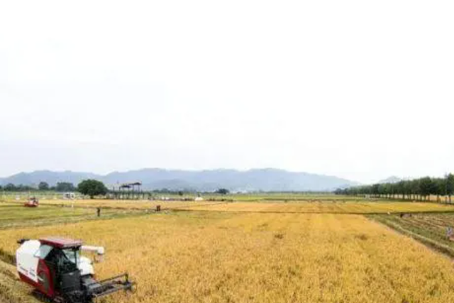 广东全面推进乡村振兴实现良好开局